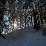 Frozen,Winter,Forest,In,Naturpark,Gantrisch